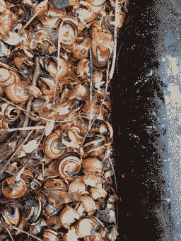 A closer view of the enchanted bottle in the woods. The snail shells are a beautiful swirl of rich browns against the mottled dark glass of the bottle.